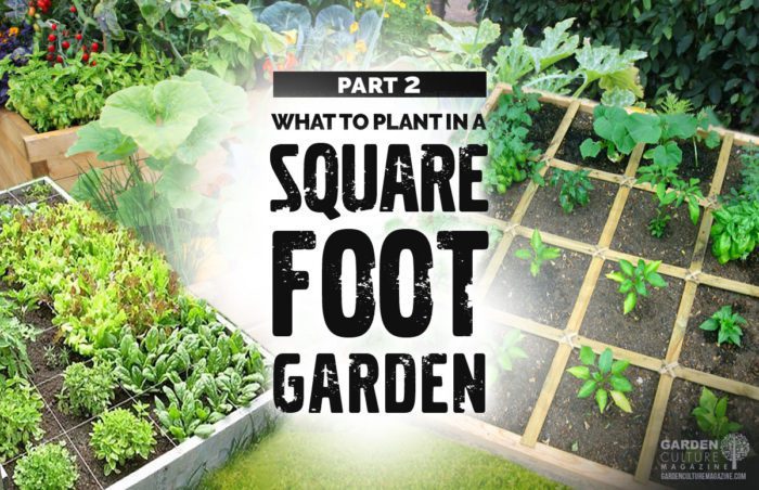 square foot gardening