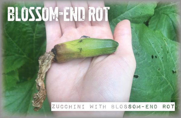 blossom end rot