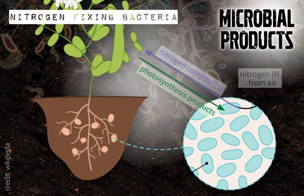 microbial products