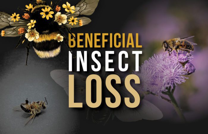 beneficial insect