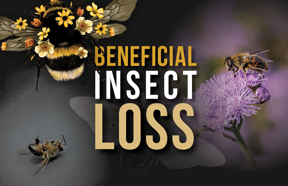 beneficial insect