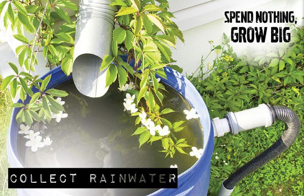 collect rainwater