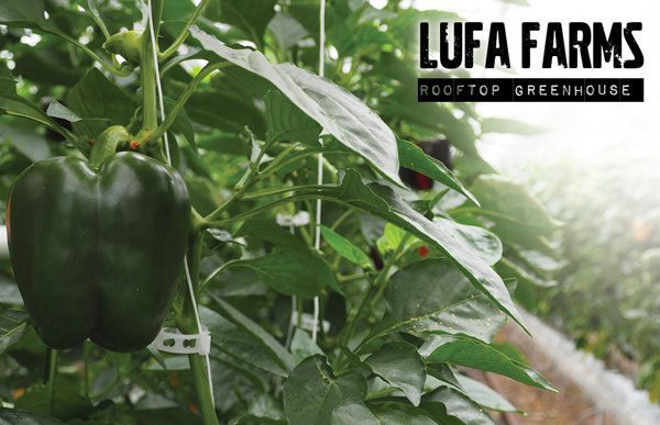 Lufa Farms