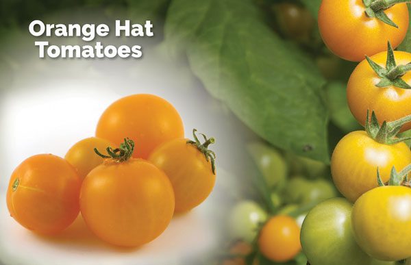 Orange hat tomatoes