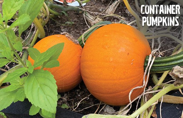 How To Grow Perfect Pumpkins In Containers
