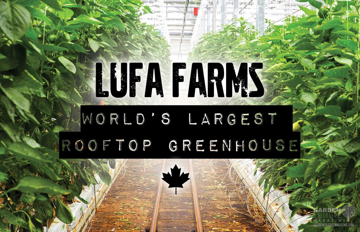 Lufa Farms