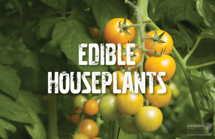 Edible houseplants