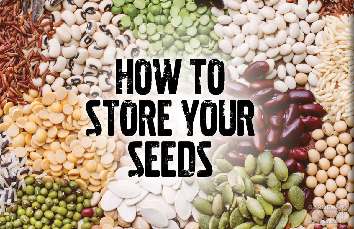 How to store your seeds