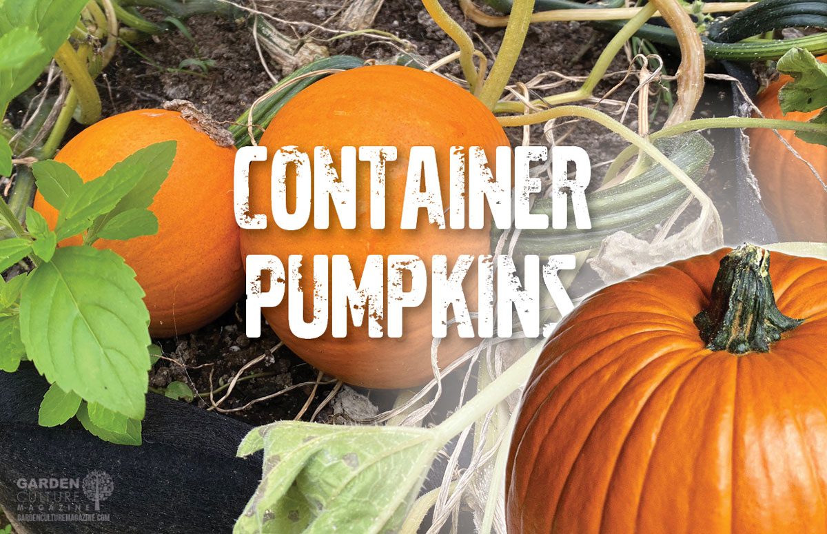 How to grow a pumpkin in a container