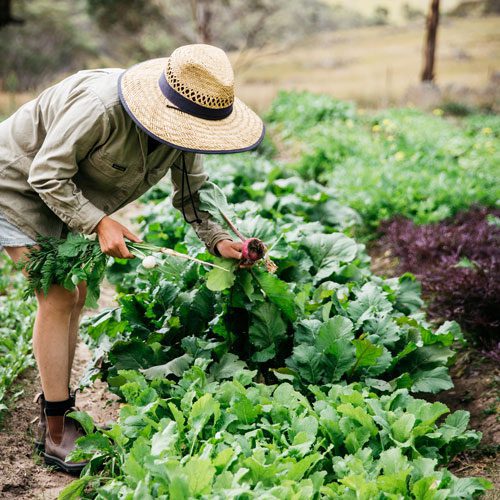 bright side farm wgww