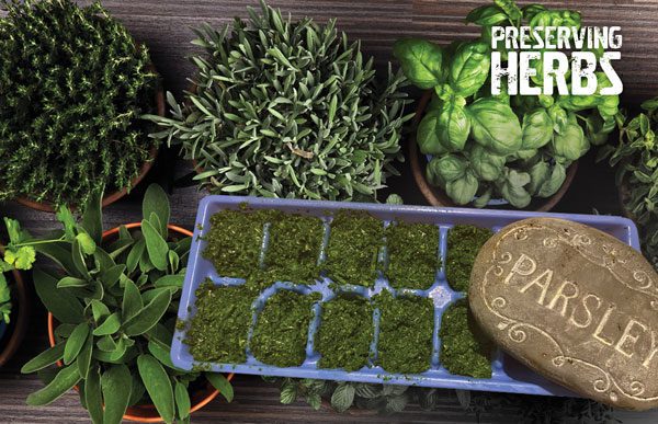 preserving herbs