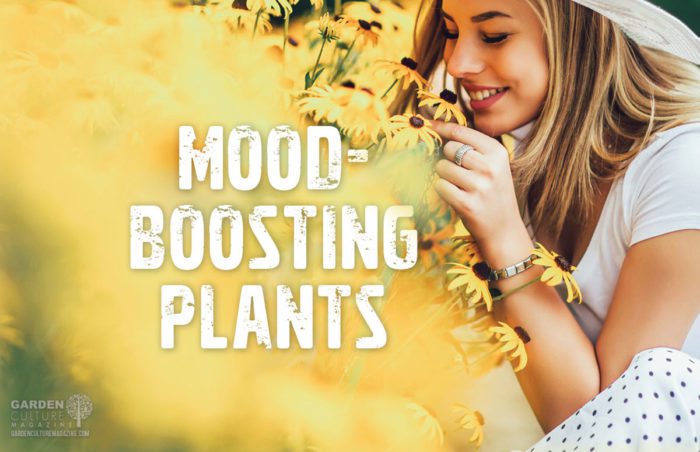 mood-boosting houseplants