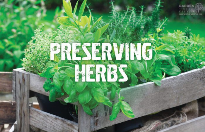 preserving herbs