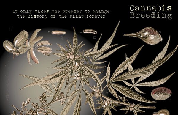 Cannabis Breeding