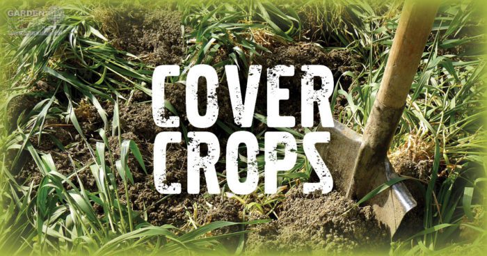 cover crops