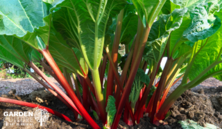 Rhubarb growing in a perennial vegetable garden in the sun.