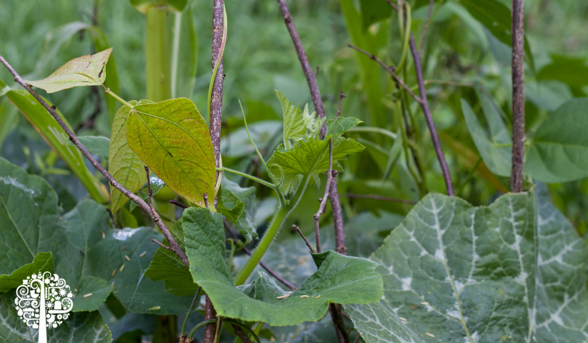 corn-beans-and-squash-how-to-grow-a-three-sisters-garden-garden