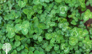 Clover cover crops from a birds-eye view.