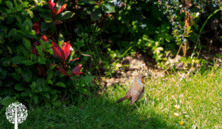 A robin sits in on grass by a bush in a garden.