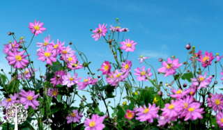 A collection of pink fall anemones with a clear blue sky in the background.