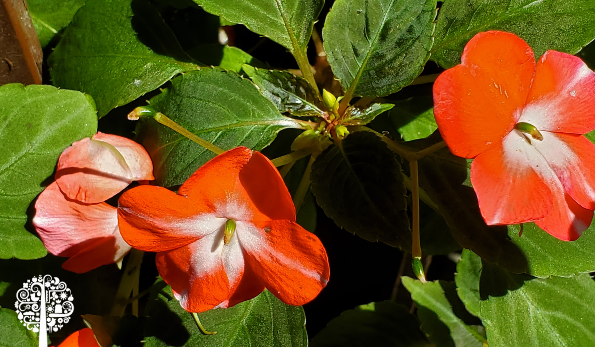 Add Color To The Garden With Impatiens | Garden Culture Magazine