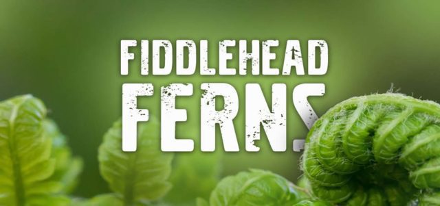 Fiddlehead Ferns