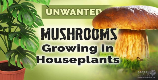 mushrooms growing in your houseplants