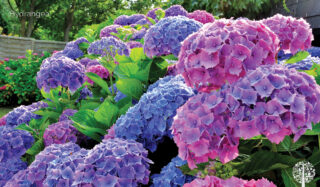 Hydrangea