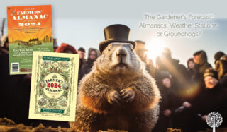A groundhog can help predict weather. 