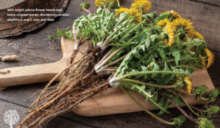 Dandelions on a chopping board ready to be chopped.