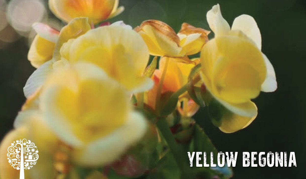 Yellow Begonia 