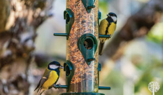 keep your birds feeders clean