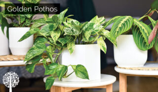 pothos plant great for the bedroom