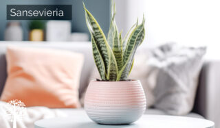 Sanseveria is a great option for the bedroom