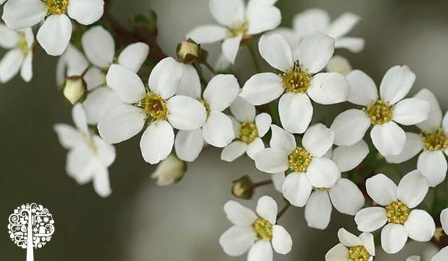 British Columbias Official Plant