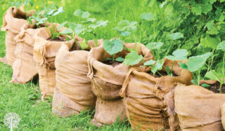 pumpkins in grow bags