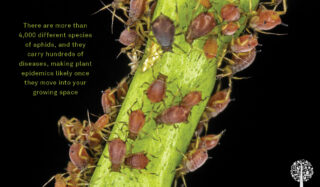 there are many species of aphids 