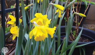 Blooming daffodils 