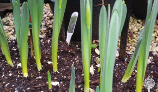 Planting daffodils 