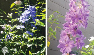 perennial delphiniums