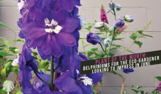 Hardy perennial delphinium