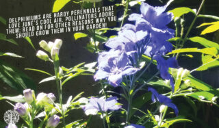 Delphiniums growing in a garden.