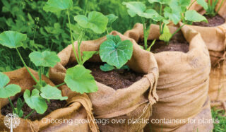 Grow bags instead of plastic pots