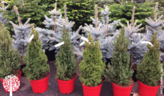 Potted Conifers