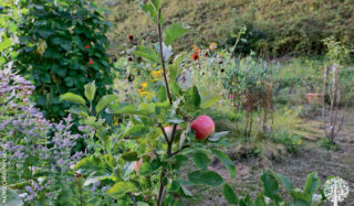  perennial food garden