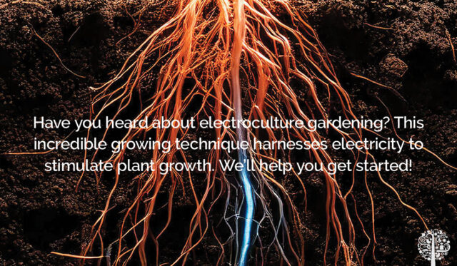BODY-IMAGE-1200-x-700px-Electroculture-Gardening--640x373.jpg