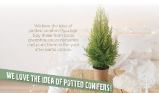 Potted conifers are a winner when it comes to selecting an evergreen 