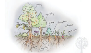 Layers to a food forest 