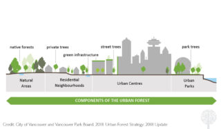 Vancouver Urban Forest Foundation