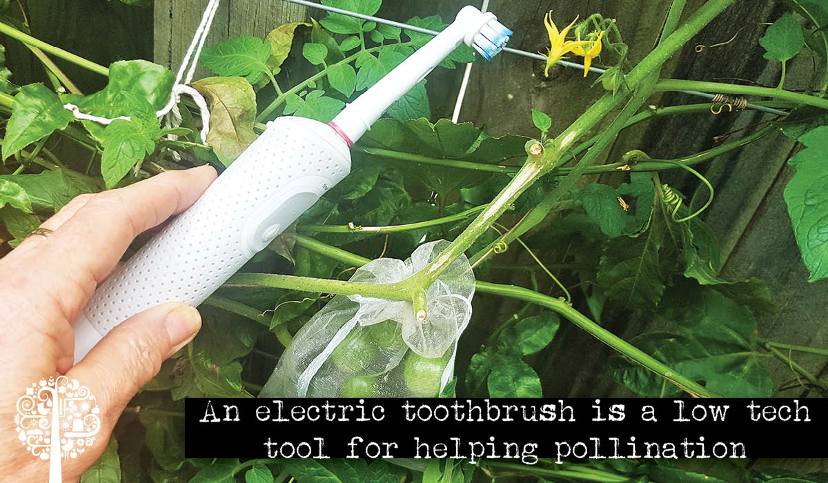 polinización con cepillo de dientes eléctrico